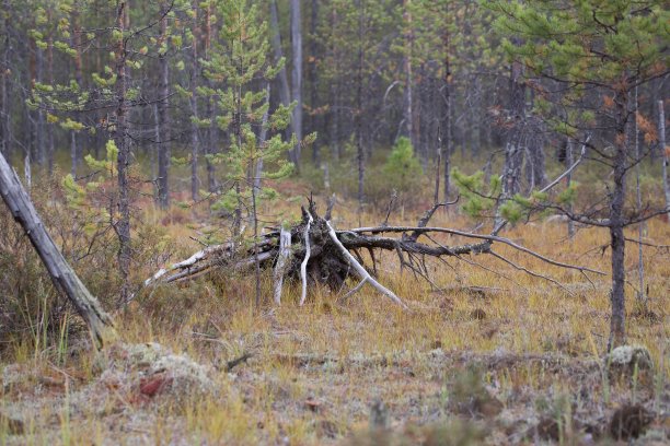 北方针叶林中的粗木屑图片下载