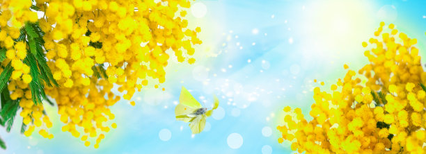 蓝天蝴蝶下的浅景深春季含羞草，混合媒介艺术背景图片下载