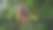 芒果树叶树上面的树，用选择焦点拍摄图片下载