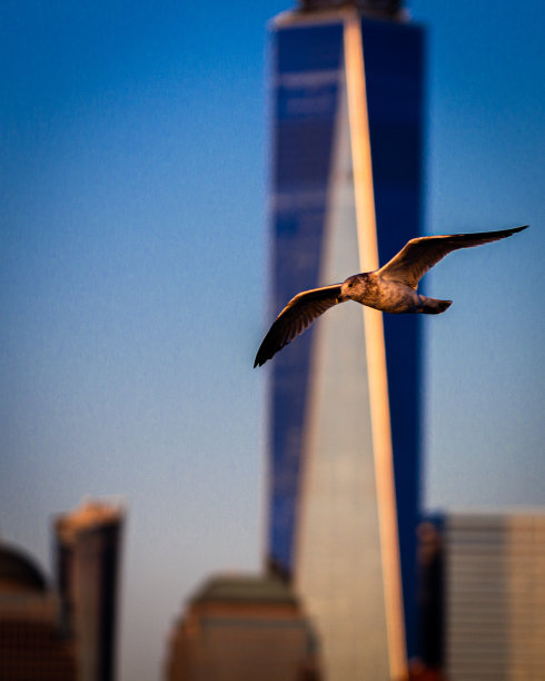 自由之塔图片下载