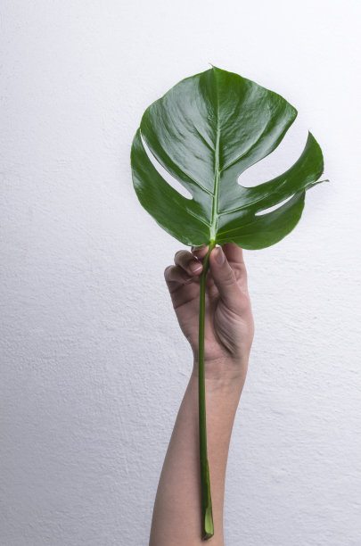 垂直拍摄。在灰色的背景下，女人拿着新鲜的绿色的怪兽树叶图片下载