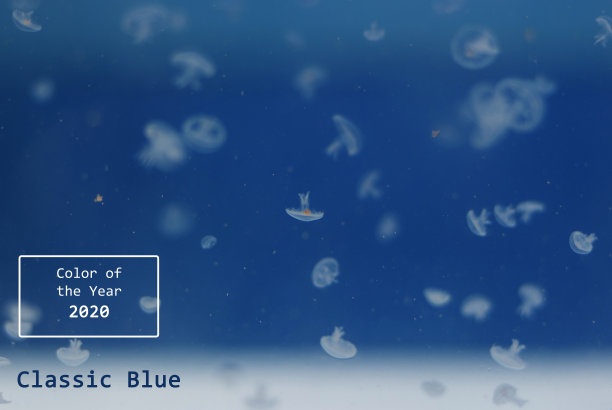 2020年的流行颜色经典蓝色。海水中的水母特写。图片下载