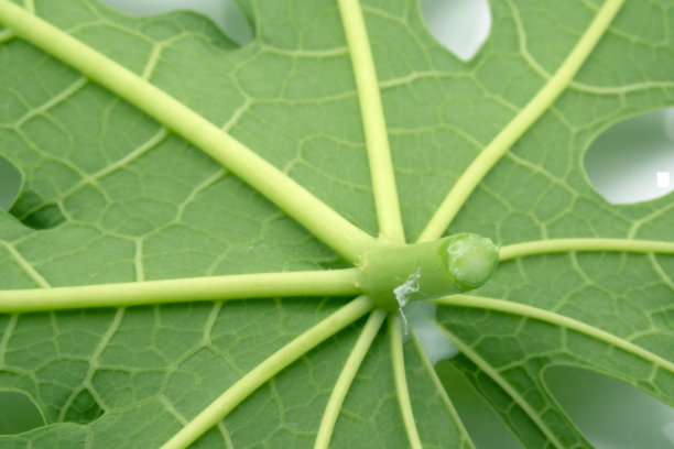 木瓜叶背面的近距离照片图片下载