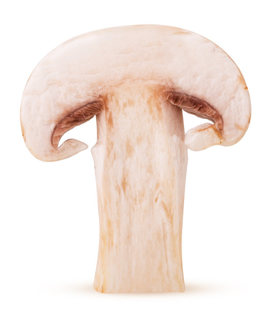 蘑菇切成两半图片下载