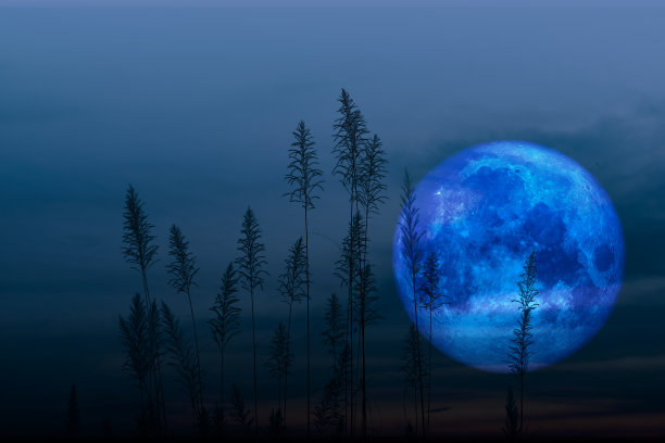 超级海狸月亮在黑暗的天空和剪影玻璃花在晚上图片下载