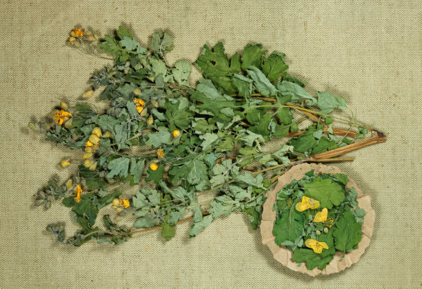 白屈菜。干燥草药用于替代药物，植物疗法，水疗，草药化妆品。配制药液、煎剂、酊剂。用于粉末，油膏，黄油，茶，沐浴图片下载