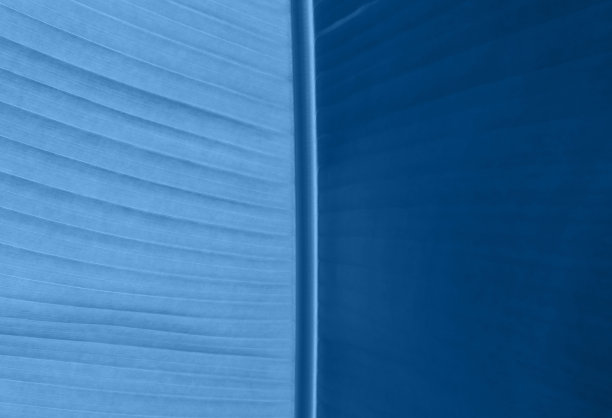 香蕉树的叶子背光时尚的蓝色。自然纹理抽象背景。图片下载