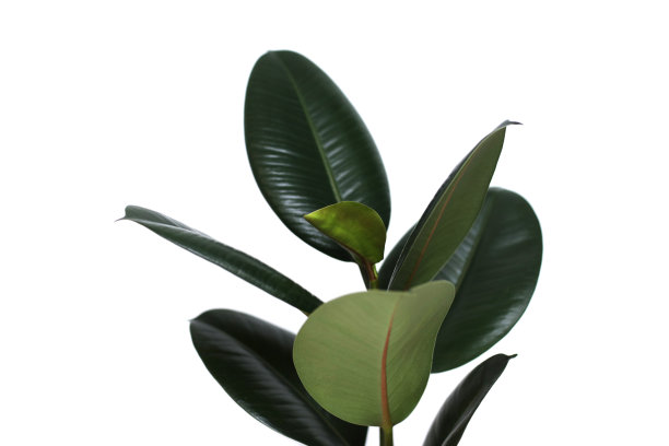 绿色榕树近景，极简主义风格。弹性无花果属植物，橡胶树，生长在孤立的白色背景上。橡胶无花果的大而光滑的绿叶，榕树，室内花图片下载