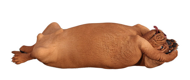 3D插图可爱的小狗在白色图片下载