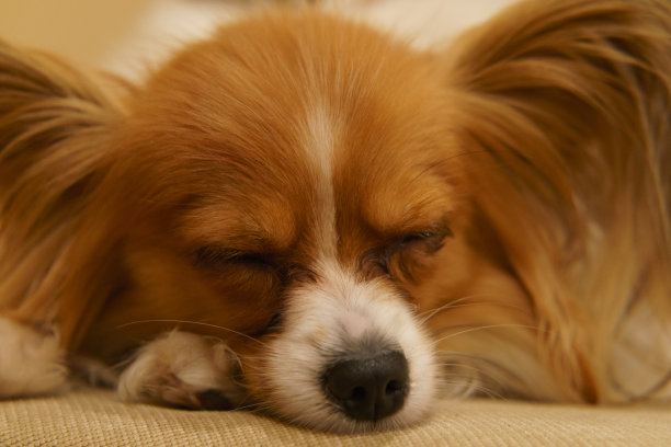 蝶耳犬躺在扶手椅上图片下载