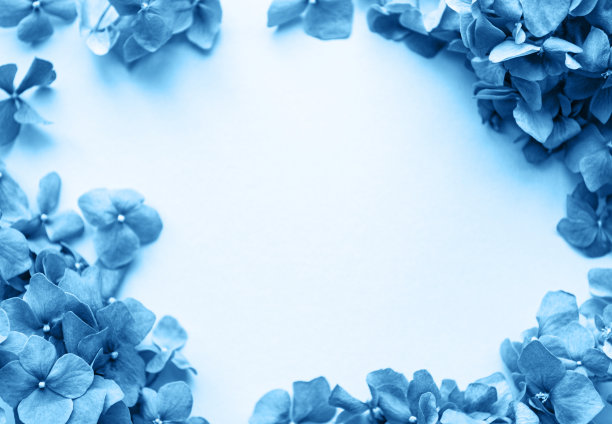 蓝色绣球花花图片下载