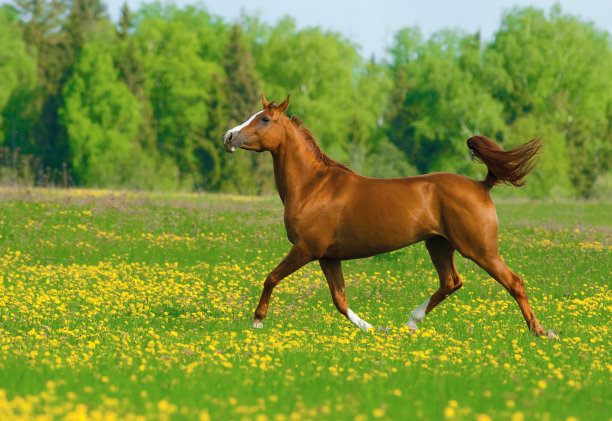 栗色的骏马在田野里图片下载