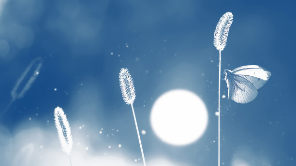 在经典的蓝色背景下，一只白色脆弱的蝴蝶在草地上。自然冷的形象。图片下载