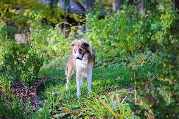 天堂里的小狗图片下载
