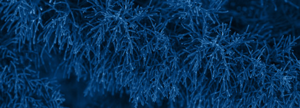 经典的蓝色冷杉树冬天圣诞节的背景图片下载