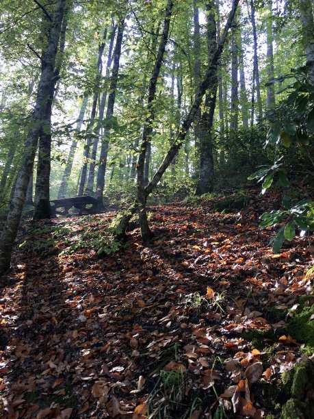 秋天大自然中色彩斑斓的树木图片下载