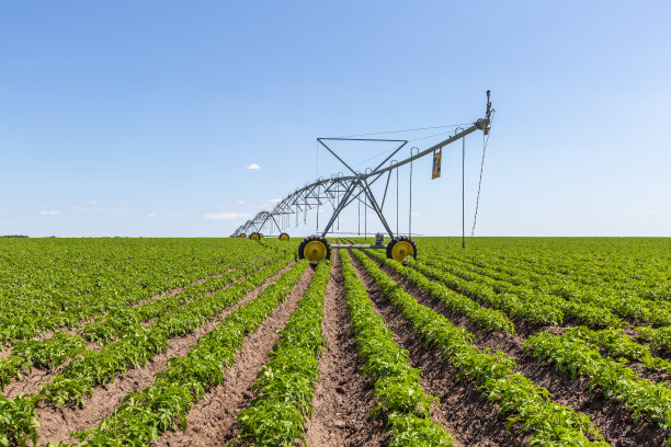有成排的土豆和洒水器的田地图片下载