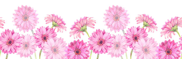 粉红色非洲菊花的无缝花边。图片下载