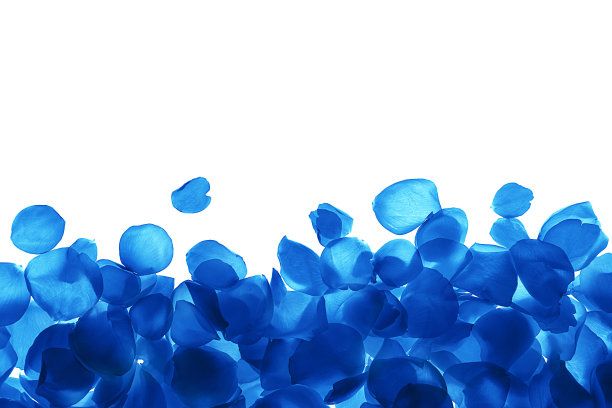 蓝色玫瑰花瓣图案，白色背景，孤立。图片下载