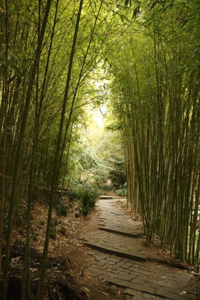 竹通路图片下载