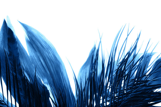 混合热带绿色新鲜叶子孤立在白色背景。图片下载