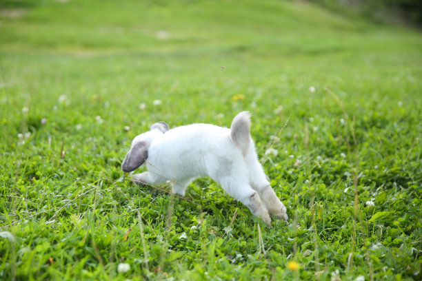小白兔从草地上跑出来图片下载