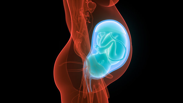 子宫解剖学中的胎儿(婴儿)图片下载