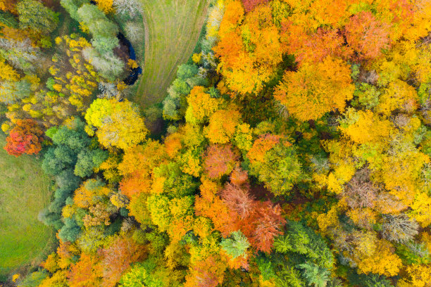 从色彩斑斓的秋林高处俯瞰图片下载