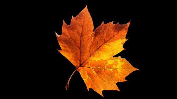 单一的秋叶图片下载