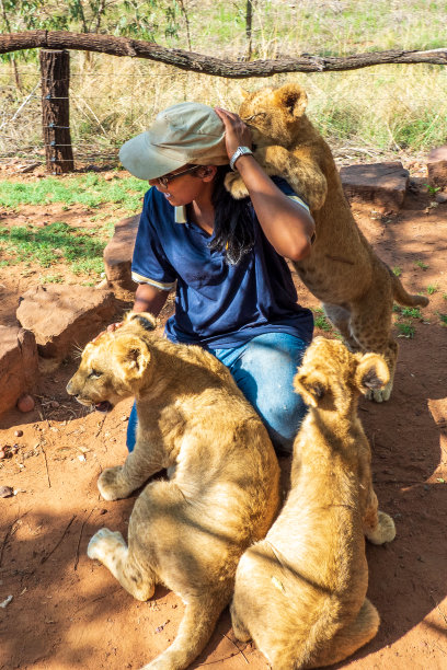 南非，科林马背非洲小屋，一名非洲妇女蹲在地上和4个月大的小狮子玩耍图片下载