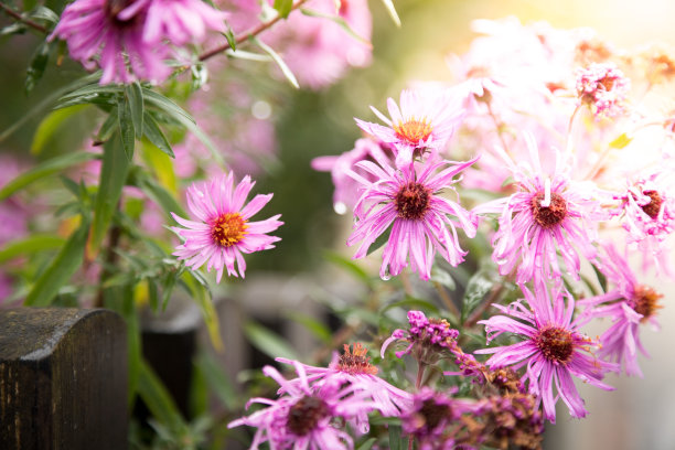 紫粉花横幅或全景背景图片。美丽温柔的花朵在自己的花园里。图片下载
