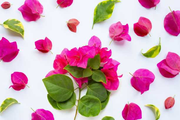 美丽的红色九重葛花在白色的背景。俯视图图片下载