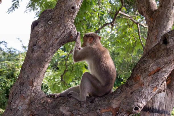 后视图，一只猴子坐在树枝上，看着ghat公路，耶尔考德，泰米尔纳德邦图片下载