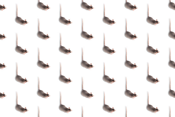 在白色无缝模式上孤立。啮齿动物的宠物图片下载