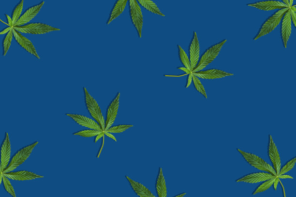 在白色背景上孤立的大麻或大麻叶。俯视图，平放。模板或模拟。图片下载