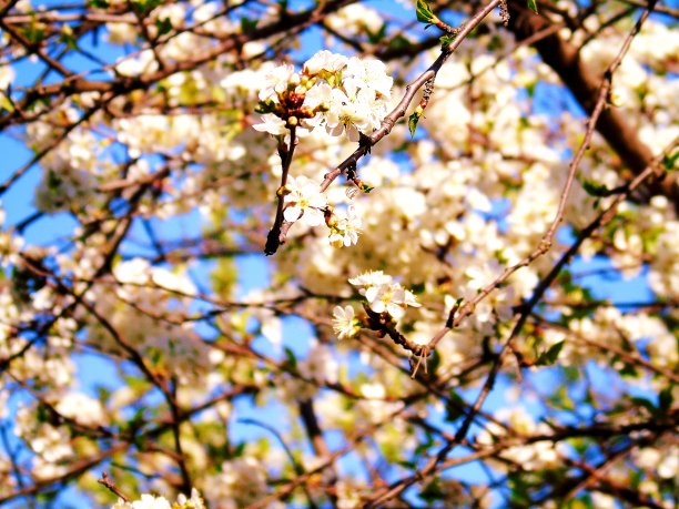 村里的花图片下载