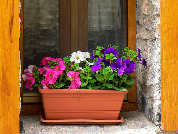 橱窗里有花图片下载