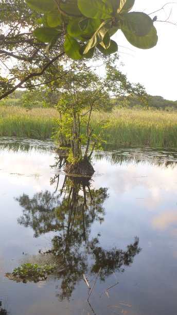 风景与日落，并与云和树的倒影在河里的水图片下载
