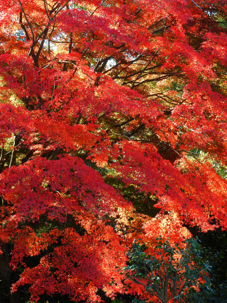 日本枫树图片下载
