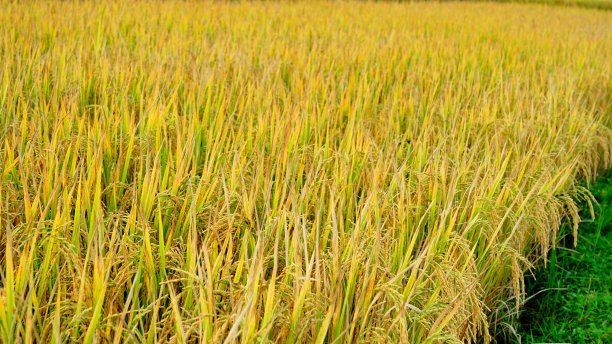 稻田图片下载