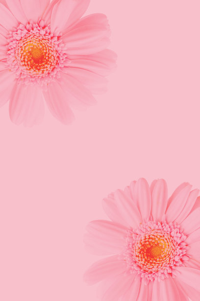 粉红色的花框架图片下载