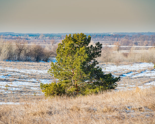 山坡上的一棵松树。图片下载