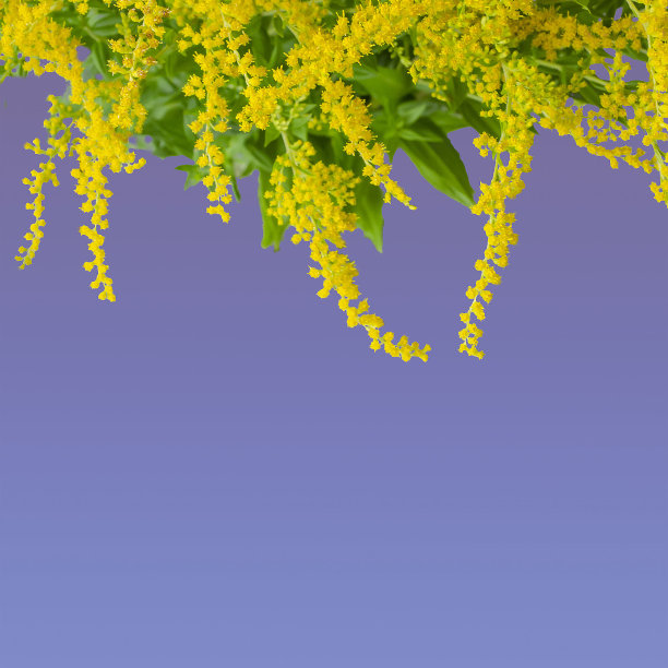 紫罗兰背景上的一枝黄花。图片下载