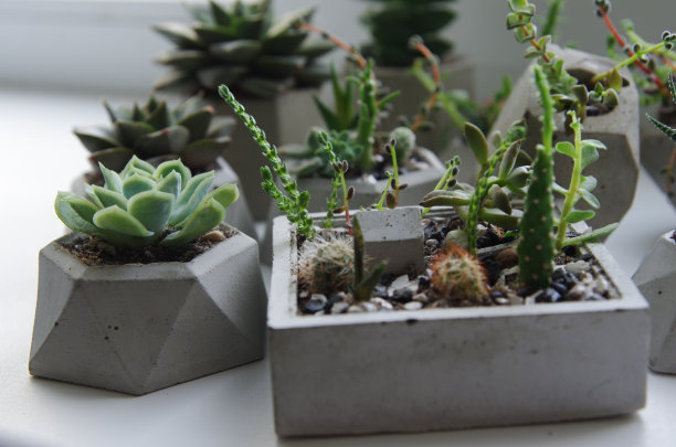 混凝土花盆里的多肉植物和仙人掌。生长绿色植物的微距照片。窗台上花盆里的小花幼苗。斯堪的纳维亚和阁楼风格。背景横幅为您的设计。图片下载