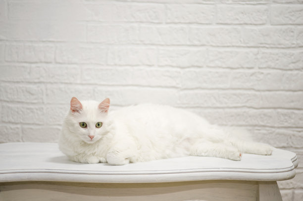 白色装饰的墙壁上，白色的桌子上躺着一只眼睛富有表情的白色安哥拉猫图片下载