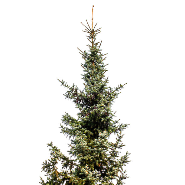 在白色背景上孤立的云杉图片下载