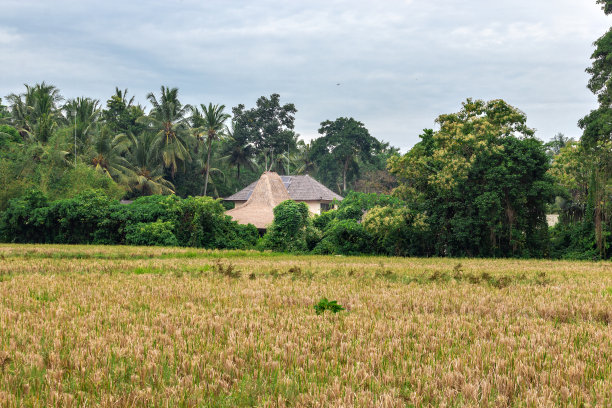 水稻梯田图片下载