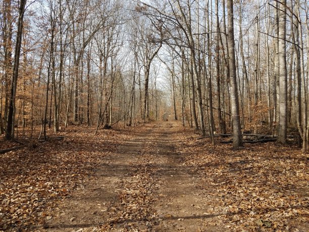 森林中褐色叶子的小径或小径图片下载