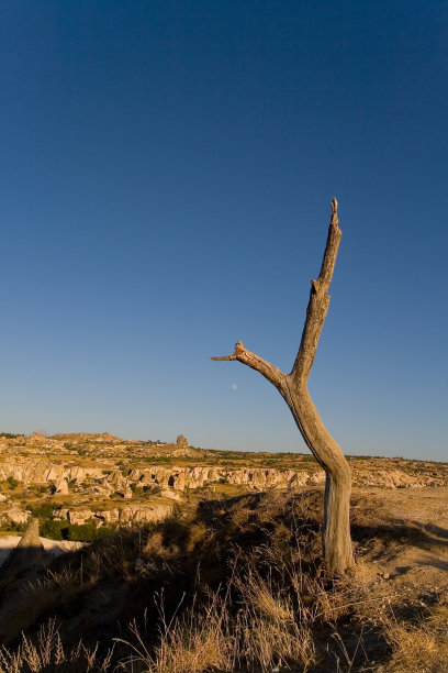 在月亮和群山的背景下，一棵又老又枯的树。图片下载