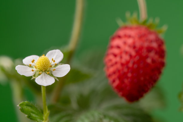 野草莓和草莓花图片下载